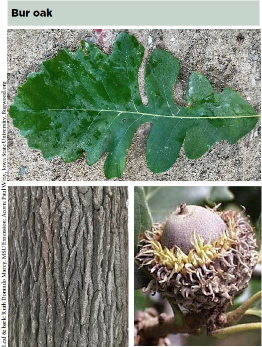 Bur oak